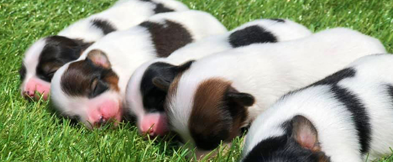 子犬向けメニュー